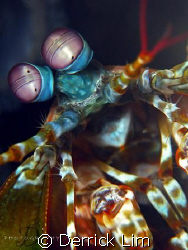 Peacock Mantis Shrimp, it welcoming me when I ring it's d... by Derrick Lim 